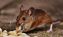 24 Hour & Emergency Exterminators in Altus, OK